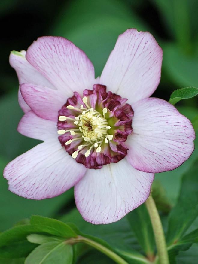 Perennial Farm Marketplace Helleborus x Winter Jewels 'Cherry Blossom' (Lenten Rose) Perennial, 1 Quart, Red Flowers