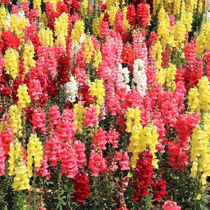 290+ Mix Snapdragon Flower Seeds for Planting-Non-GMO Beautiful Flowers to Plant in Your Garden