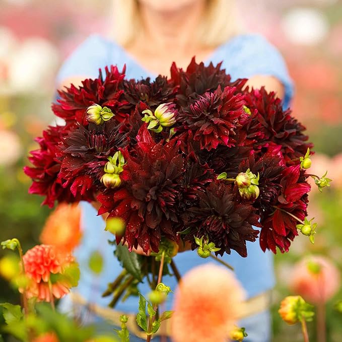Eden Brothers Dahlia Bulbs (Decorative) - Rip City, Non-GMO Bulbs for Planting, 2 Bulbs | Low-Maintenance Flower Bulbs, Plant During Spring, Zones 8, 9, 10, 11