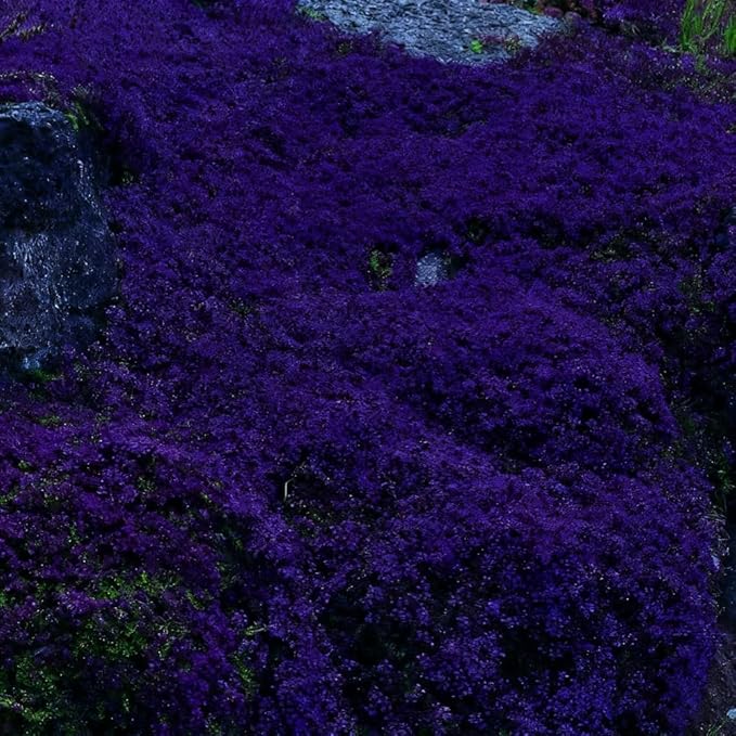 20000 Purple Creeping Thyme Seeds for Planting Outdoor,Creeping Phlox Ground Cover Seeds,Perennial Flower Seed Plant Non-GMO Heirloom Thyme Thymus Serpyllum Seed in Home