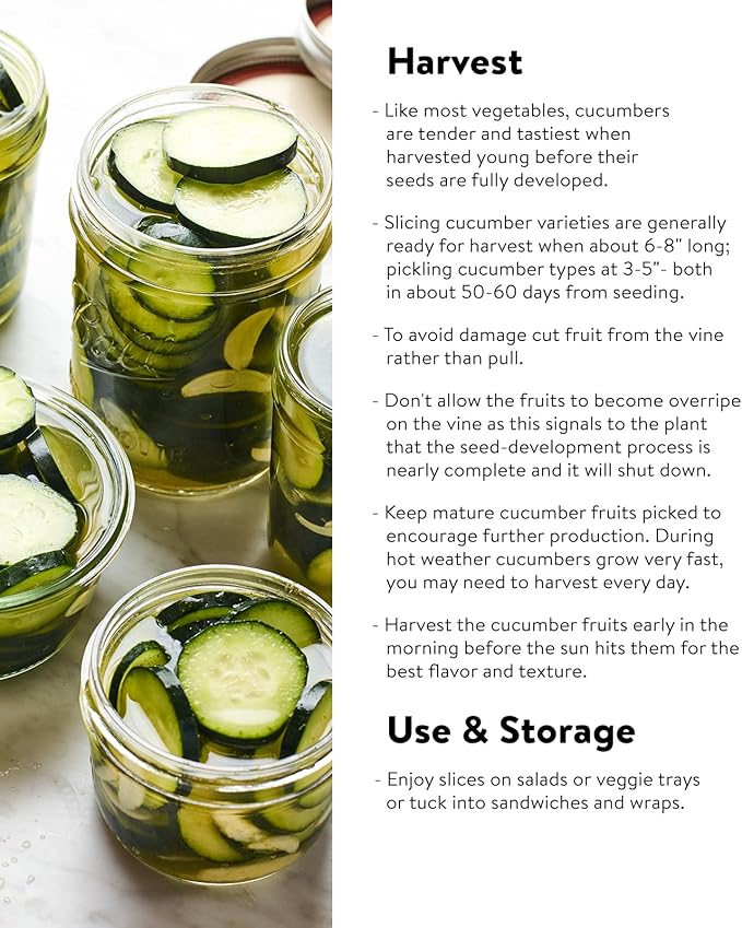 Burpee 'Pick-A-Bushel' Pickling Cucumber Seeds, 30 Non-GMO seeds