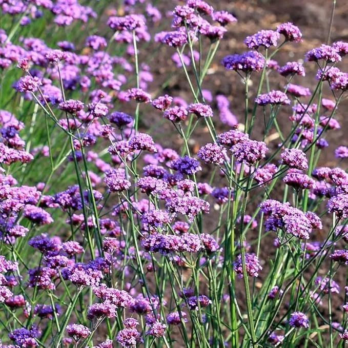 5000+ Verbena Seeds for Planting - Non-GMO Heirloom Seeds - Creeping Perennial Wildflower and Ground Cover Plant