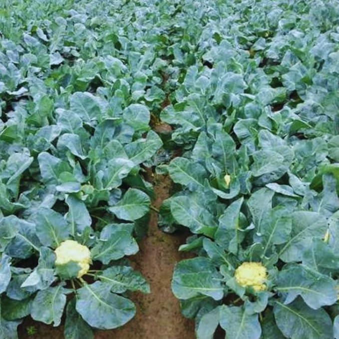 Set 3 Cauliflower Plants Live, Cauliflower Live Plants, 4 Inc Pot, Ready to Grow Vegetable Plants for Garden