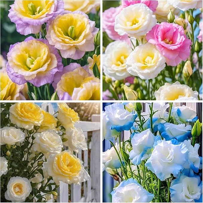 Exotic Lisianthus Flower Seeds – 25pcs Mixed Double Bloom Lisianthus Seeds, Annual Ornamental Flowers, Easy to Plant, Non-GMO for Garden & Pots