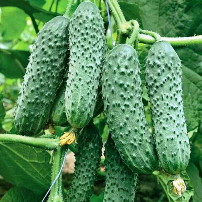 Seeds Cucumber Envy of The Neighbors F1 Pickling Heirloom Vegetable for Planting Non GMO