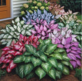 50 Hosta Plant Seeds Hosta Elegans Plantaginea Garden Perennial Flower Seeds Heirloom