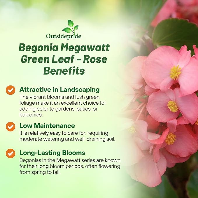 Outsidepride Rose Green Leaf Begonia Seeds for Planting - 20 Pcs Perennial Flower Seeds with Large Blooms, Arching & Pendulous Growth Habit, for Containers, Hanging Baskets, or Landscape Plantings