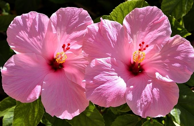 Hibiscus Flower Seeds for Planting - Exotic Plant Bonsai Seeds Giant Flower Tropical Potted Plants Seeds Non-GMO Heirloom Seeds Perennial Flower