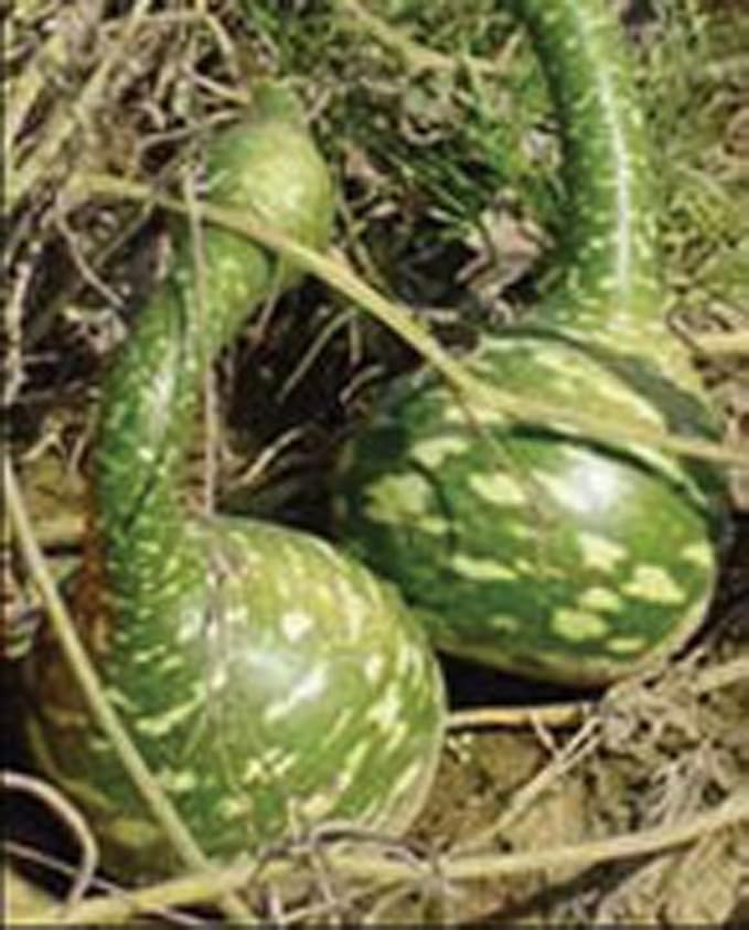 Gourd Seeds Speckled Swan Gourd Seeds, 25 Seed Pack, USA Product. Packed by JACOBS LADDER ENT. (25)