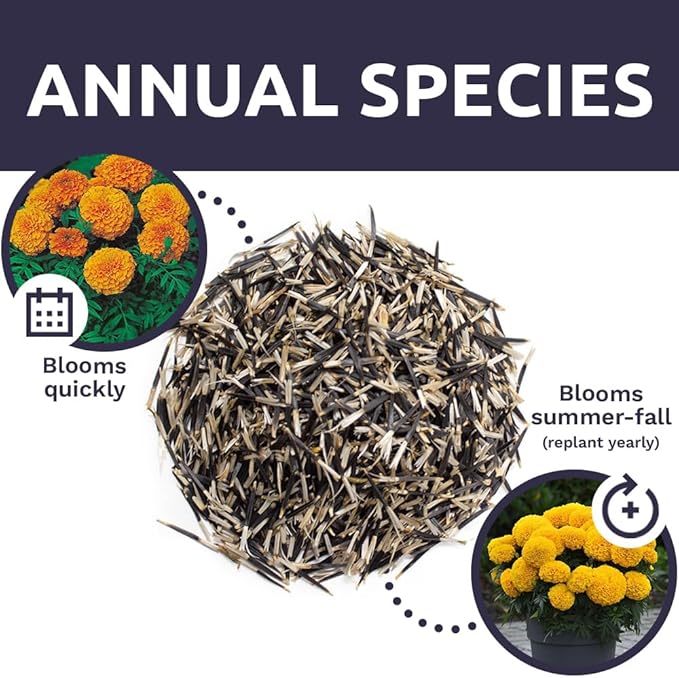 Sweet Yards African Marigold Seeds Mix Crackerjack Mix - Bulk 1 Ounce Packet - Over 10,000 Seeds - Huge Orange and Yellow Blooms - Adaptable to All US Regions - Pollinator Friendly