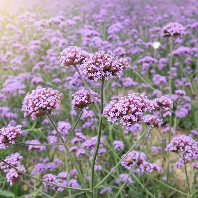5000+ Verbena Seeds for Planting - Non-GMO Heirloom Seeds - Creeping Perennial Wildflower and Ground Cover Plant