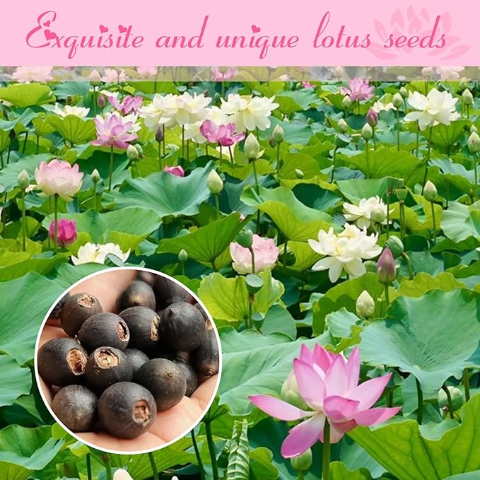 200pcs Lotus Seeds for Planting - 10 Unique Varieties, Mixed Colors Loto de Cuenco Semillas, Includes Detailed Planting Guide, Perfect for Ponds, Water Gardens & Gifts, High Germination