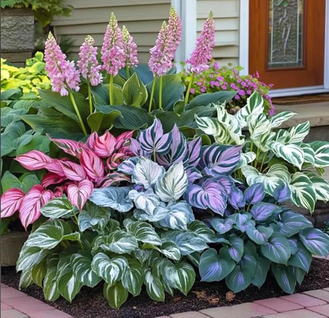 100PCS Heart-Shaped Hosta Seeds Perennial Shade Garden for Planting Outdoor Attract Pollinators