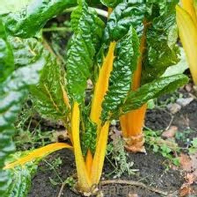 Swiss Chard Garden Seeds - Yellow - 1 Lb - Non-GMO Vegetable Gardening & Microgreens Seeds