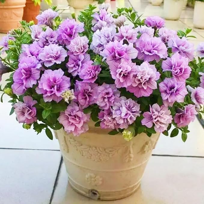 Petunia Seeds Mix 1000pcs- Vibrant Multi-Color Blooms for Pots, Hanging Baskets & Borders, Fast Growing Flowers to Attract Butterflies, Beginner-Friendly Garden Starter Pack