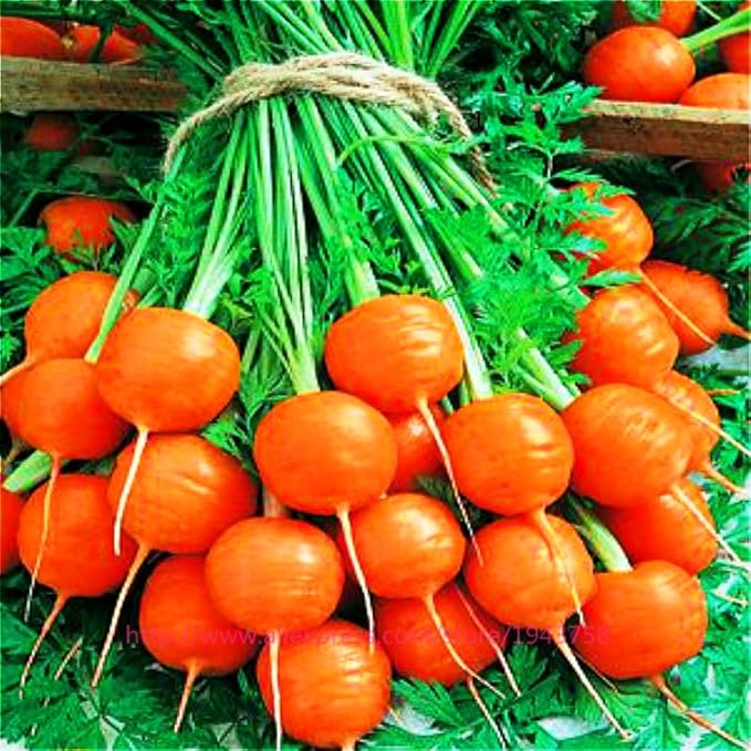 KIRA SEEDS - Seeds Carrot Paris Market - Heirloom Vegetable - GMO Free