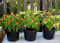 Vegetable Indoor Ornamental Pepper Las Vegas Hot Mix - 30 Seeds