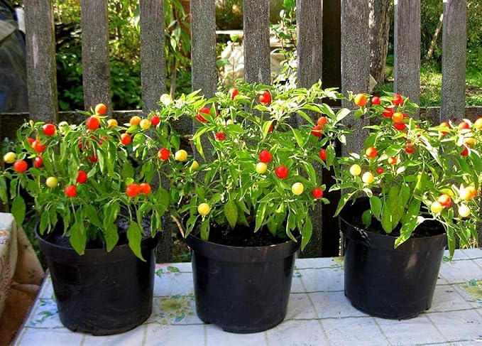 Vegetable Indoor Ornamental Pepper Las Vegas Hot Mix - 30 Seeds