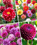 Rare Dahlia Seeds – 100+ Non-GMO Compound Petals Heirloom Seeds - High-Yield Mixed – Attracts Butterflies & Pollinators