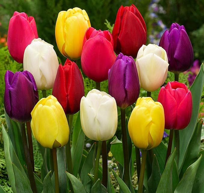 Tulipa Fringed Mixture Tulip Bulbs Size 11/12 for Planting - Plant in Fall, Winter or Early Spring (All Season Barn Mixture, 15, Count)