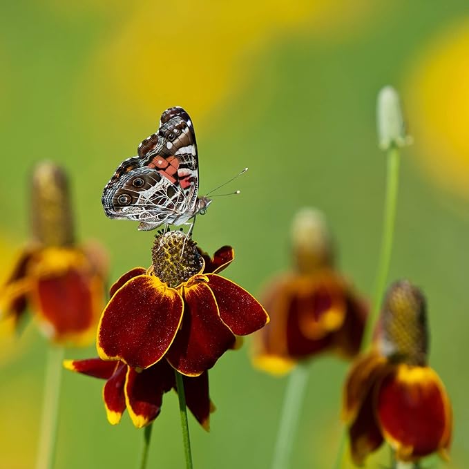 Outsidepride Mexican Hat Ratibida Seeds - 10000 Pcs Perennial Sombrero-Shaped Blooms, Hardy, Deer-Resistant & Drought-Tolerant Flower Seeds for Pollinators, Meadows, Wildflower Gardens, or Xeriscapes