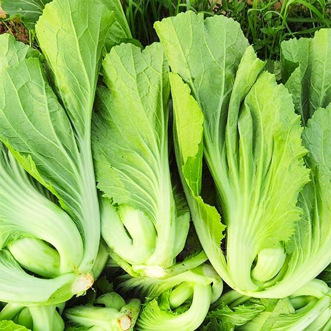 500 Pcs Florida Broadleaf Mustard Seeds,Green Mustard Seeds Heirloom Non-GMO Chinese Asian Vegetable Seeds Fresh Garden Seeds