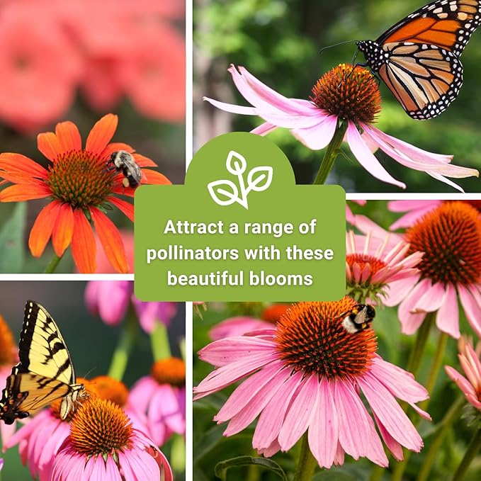 Sow Right Seeds - Mixed Color Coneflower Echinacea Seeds for Planting - Non-GMO Heirloom Ideal for Beautiful Flower Garden - Vibrant Cone Flowers - Perennial Blooms for Outdoor Gardens or Bouquets (1)