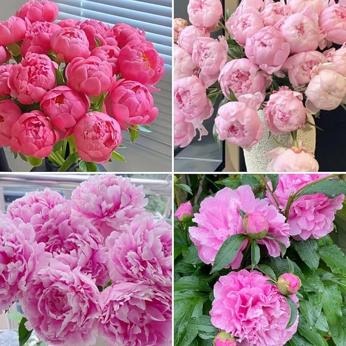 100pcs Peony Lactiflora Seeds for Cut Flower Farming - Long Stem Variety, Commercial-Grade Blooms, High Yield Perennial for Florist Supply