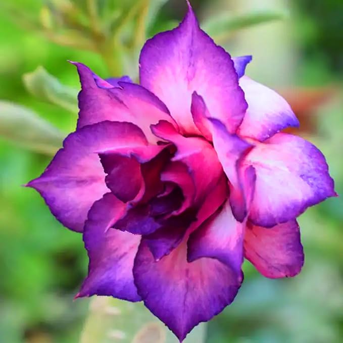 Mixrug 5pcs Colorful Desert Rose Seeds for Planting, Rare Beauty Desert Rose Flower Seeds, Heirloom Non-GMO Home Garden Pretty Rosa Flowers Plants in Outdoors