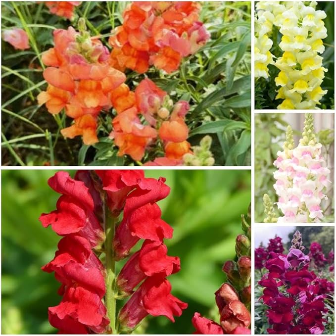 5000+ Snapdragon Flower Seeds for Planting, Mixed Non-GMO Heirloom Snapdragon Seeds, Beautiful Snapdragon Flowers for Home Garden, Potted Decoration