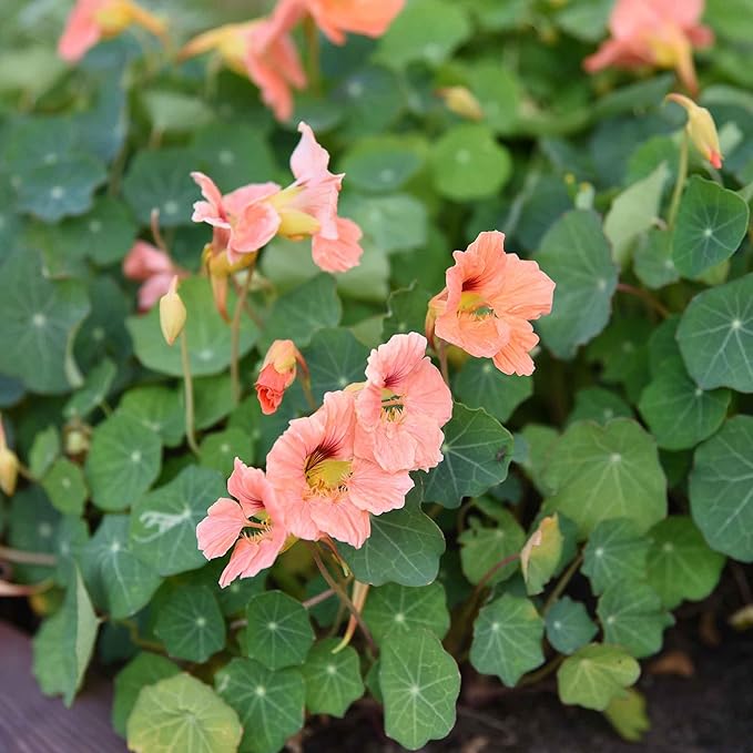 Eden Brothers Nasturtium Seeds - Salmon Baby Non-GMO Seeds for Planting, 1 Ounce | Low-Maintenance Flower Seeds, Plant During Spring Season, Zones 1, 10, 2, 3, 4, 5, 6, 7, 8, 9