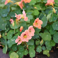 Eden Brothers Nasturtium Seeds - Salmon Baby Non-GMO Seeds for Planting, 1 Ounce | Low-Maintenance Flower Seeds, Plant During Spring Season, Zones 1, 10, 2, 3, 4, 5, 6, 7, 8, 9