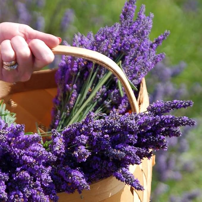 2000+ PCS Premium English Lavender Seeds Non-GMO Herb Seeds Wildflower Seed for Planting Indoor Outdoor High Germination Plant Flower Seeds