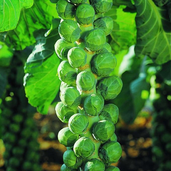 SeedsUP - 300+ Seeds Long Island Brussels Sprouts Cabbage - Vegetable Green