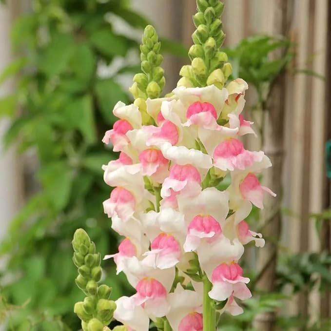 5000+ Mix Snapdragon Flower Seeds for Planting, Beautiful Flowers to Plant in Your Garden; Non-GMO Heirloom Seeds; Wonderful Gardening Gifts