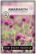 Sow Right Seeds - Purple Globe Amaranth Seeds for Planting - Non-GMO Heirloom Packet with Instructions to Plant & Grow an Outdoor Home Flower Garden - Gomphrena Pompom Flowers - Use Dried for Tea (1)