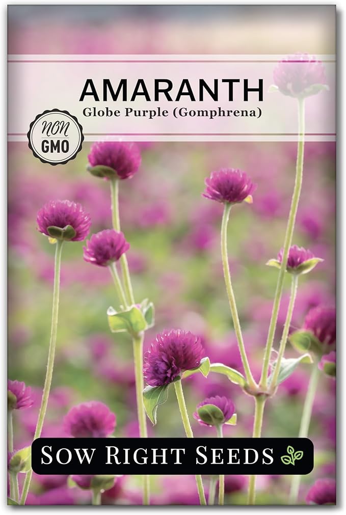 Sow Right Seeds - Purple Globe Amaranth Seeds for Planting - Non-GMO Heirloom Packet with Instructions to Plant & Grow an Outdoor Home Flower Garden - Gomphrena Pompom Flowers - Use Dried for Tea (1)