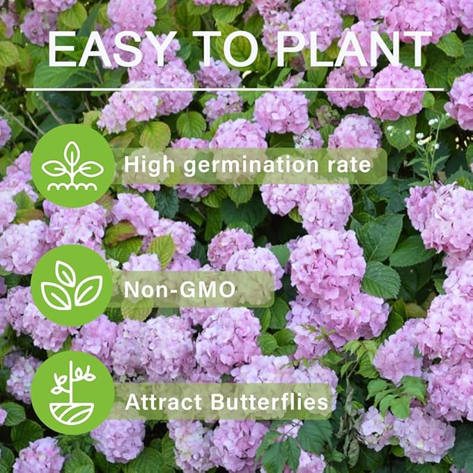 65+ Perennial Mixed Hydrangea Seeds Flower Plant for Home Gardens Outdoor