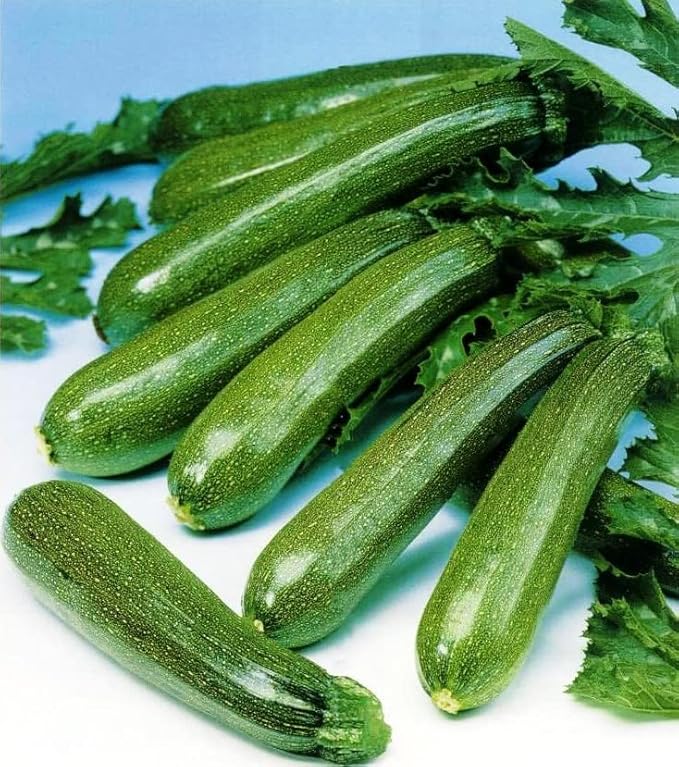 Seeds4planting - Seeds SunGreen Zucchini Squash Non GMO Vegetable Heirloom for Planting