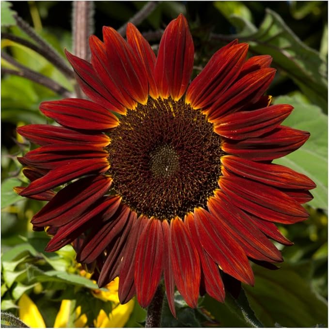 Seed Needs Moulin Rouge Sunflower Seeds for Planting Red Sunflowers - F1 Hybrid Deep Burgundy Flowers Perfect for Bouquets & Floral Arrangements as a Cut Flower (1 Pack)