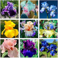 75+ Mixed Color Iris Flower Seeds - Non-GMO, Rare Varieties, Stunning Blooms for Outdoor Garden Planting