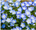 1500 Baby Blue Eyes Wildflower Seeds - California Native Wildflower - Nemophila Menziesii Seeds