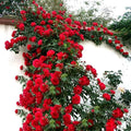 100PCS Red Climbing Rose Seeds Perennial Fragrant Flower Seeds Heirloom