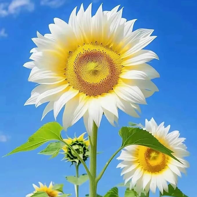 Mixrug Mix Sunflower Seeds to Plant, 100+pcs Rare Perennial Sunflower Flower Seeds for Planting, Non-GMO Heirloom Flowers Plants Attracts Pollinators for Home Garden Outdoors