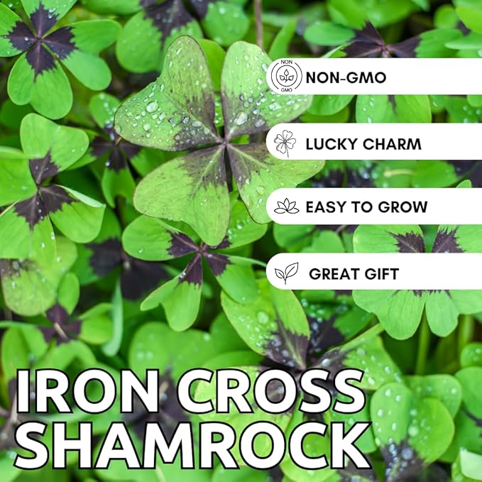 Iron Cross Shamrock Bulbs for Planting - Fast Growing Year Round Color Indoors or Outdoors - Oxalis Shamrock Bulbs for Good Luck (20 Bulbs)