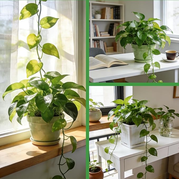 Pothos Potting Soil -Pure Natural Organic Soil 10qt, Well-Draining and Aerated for Healthy Indoor Plants