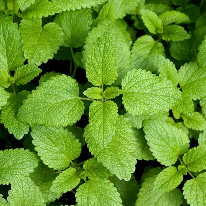 Set 2 Lemon Balm Plants Live for Planting, 4-7" Tall, Lemon Balm Mint Herb Seedling, Well Rooted Starter Plants