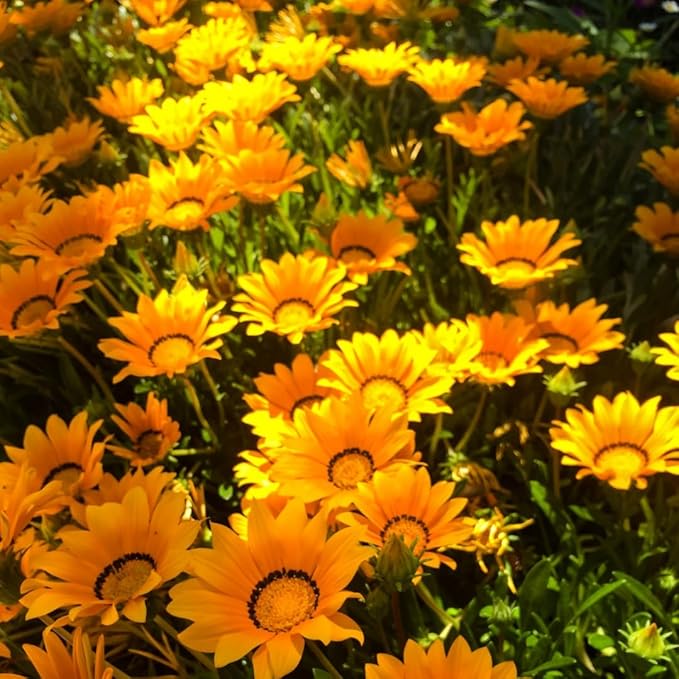 Assorted Flower Seeds, 19 Varieties, 28g, Sunflower, Zinnia, Morning Glory, Calendula, Cornflower, Quick Germination, Low-Maintenance for Beginners