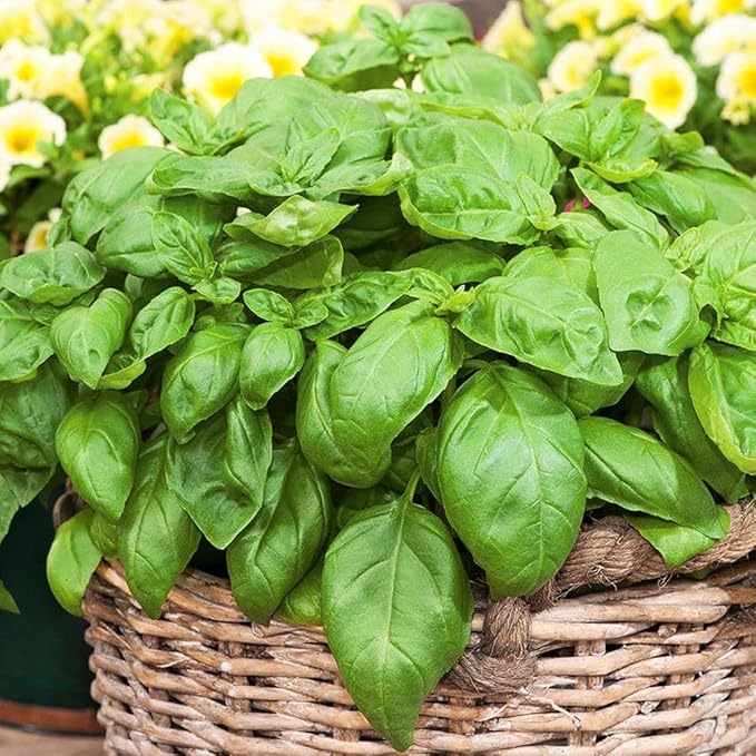 500+ Pcs Large Basil Seed Collection for Planting -Sweet, Opal, Thai, and Giant Leaf Basil - Non-GMO Heirloom Grow Indoors or Outdoor (Sweet Basil)