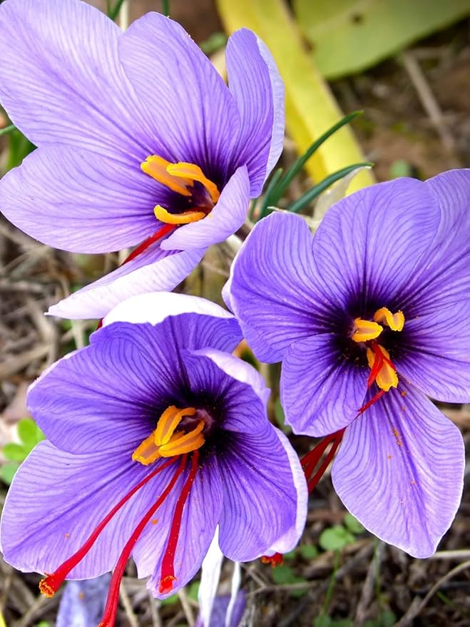 Votaniki Saffron Crocus Bulbs - Long Lasting, Enhance Garden with Exquisite Flavor | Harvest Spice at Home - Low Maintenance & Easy to Grow - Autumn Bloomers (10 Pack)
